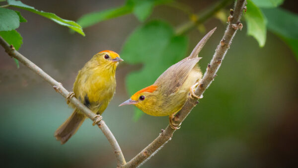 Wallpaper Are, Yellow, Cute, Branch, Birds, Animals, Sitting, During, Two, Tree, Desktop, Daytime