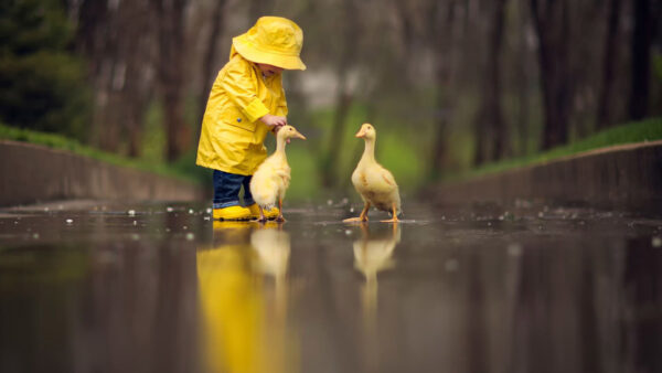 Wallpaper Little, Ducks, Cute, Playing, Child, Boy, Mobile, Desktop, Wearing, Raincoat, Yellow