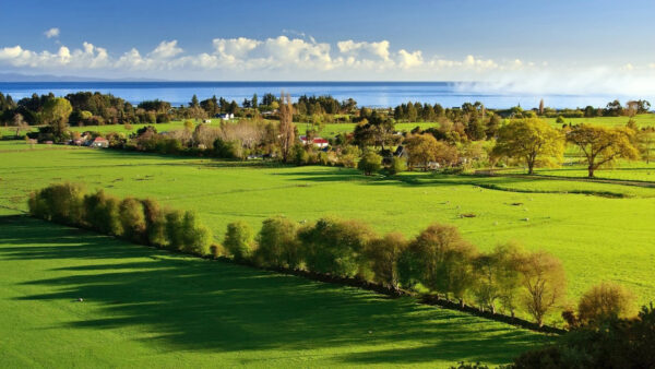 Wallpaper Landscape, Grass, Bushes, Nature, Green, Field, View, Ocean, Trees