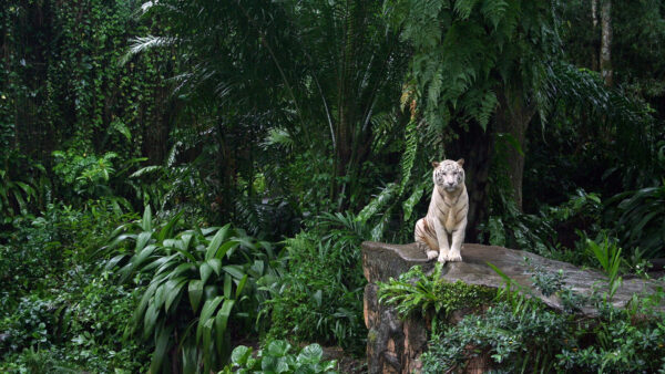 Wallpaper Trees, Sitting, Jungle, Covered, Background, Desktop, White, Mobile, Rock, Tiger