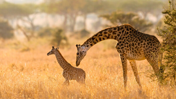 Wallpaper Blur, Background, Animal, Giraffe, Cub, Yellow, Field, Animals, Desktop