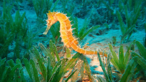 Wallpaper Sea, Under, Yellow, Animals, Seaweeds, Seahorse, Near, Desktop