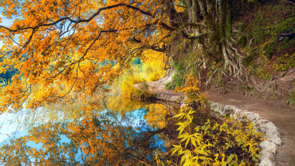 Wallpaper Desktop, Reflection, Fall, Nature, Yellow, Tree, With, Lake