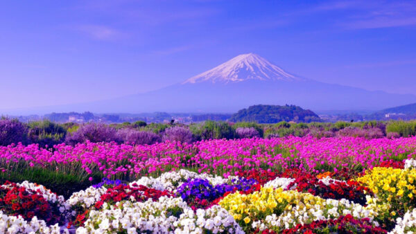 Wallpaper Desktop, Colorful, Covered, Landscape, With, Mountains, Snow, Field, Flowers, View