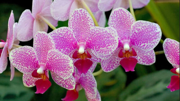 Wallpaper Beautiful, Flowers, Orchid, Desktop, Pink