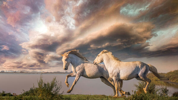 Wallpaper Horse, Two, Desktop, Sky, Grass, Are, Horses, Running, White, Under, Cloudy