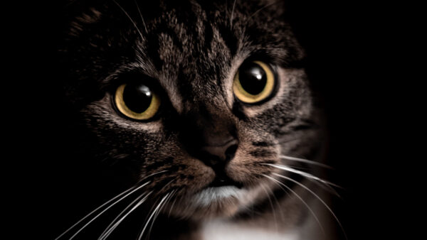 Wallpaper Desktop, Yellow, Cat, Eyes, Background, Black