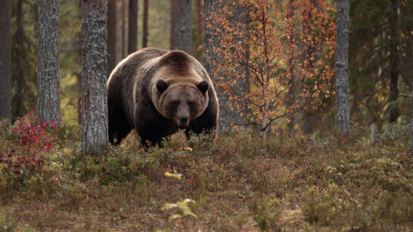 Wallpaper Big, Brown, Black, Animals, Daytime, Bear, During, Walking, Forest