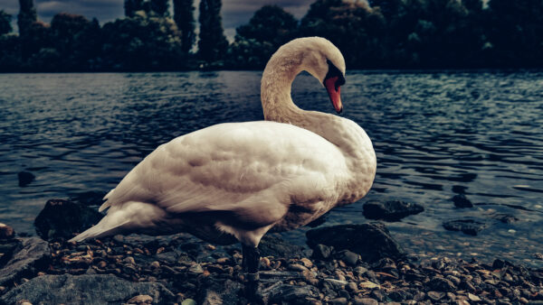 Wallpaper Near, Swan, White, Mobile, Stone, Body, Standing, Water, Desktop, Birds