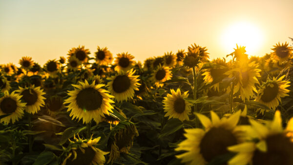 Wallpaper Sunflowers, Desktop, Field, Flowers, Sunset, During