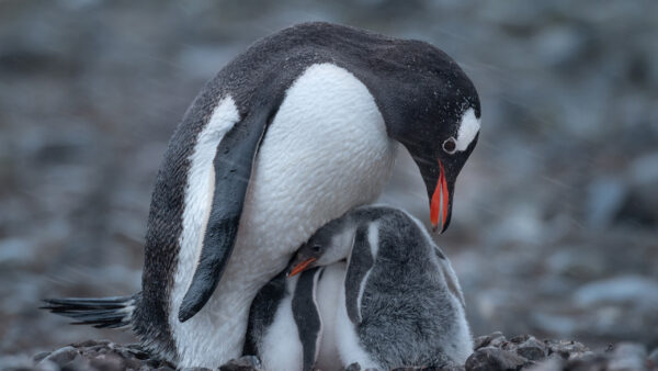 Wallpaper Desktop, Baby, Black, White, With, Animals, Penguin