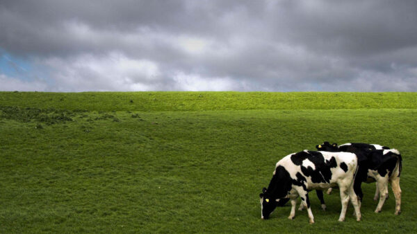 Wallpaper Cow, Desktop, White, Black, Print