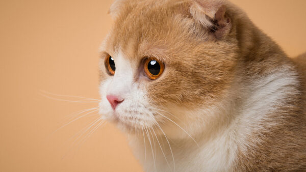 Wallpaper Eyes, Face, Brown, White, Yellow, Desktop, Side, Cat, Black