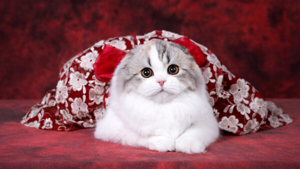Wallpaper Red, Down, Background, White, Lying, Cat, Animals, Dress, Desktop, Covered, With, Cute, Floor