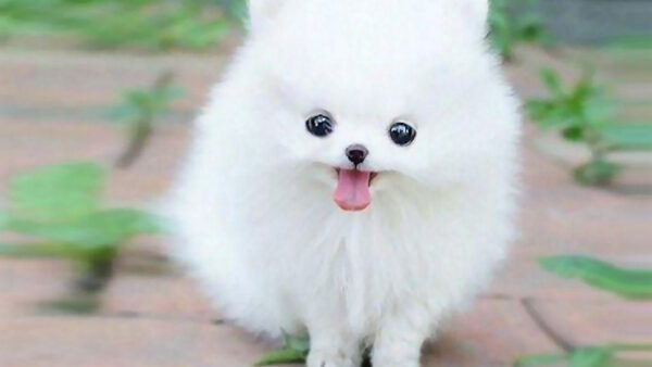 Wallpaper Tongue, Out, Eyes, Dog, Puppy, White, Cute, With, Black