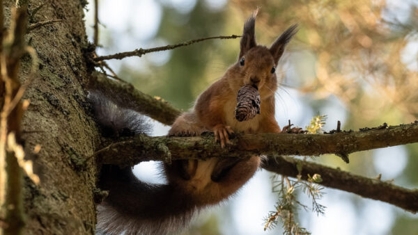 Wallpaper Brown, Branch, Tree, Desktop, Sitting, Squirrel