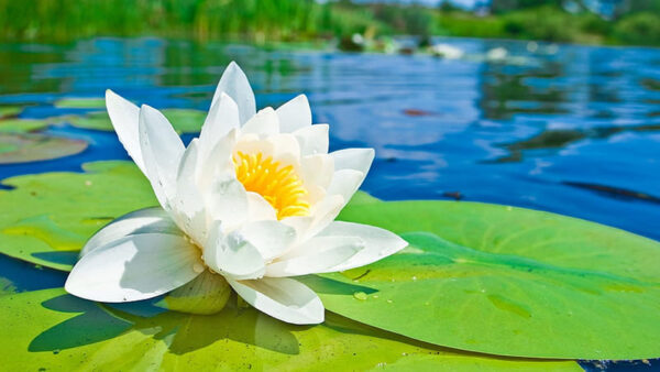 Wallpaper Water, Leaves, White, Green, Lotus, Flowers, Background, Blur, With