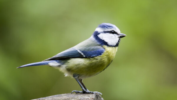 Wallpaper Desktop, Stone, Green, Blue, Bird, Birds, Background, Standing