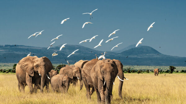 Wallpaper Elephant, Grass, Elephants, Green, Walking, Are