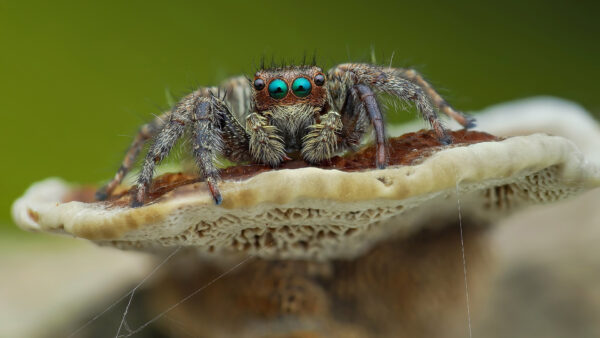 Wallpaper Animals, Desktop, Spider