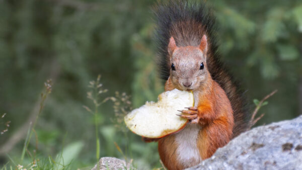 Wallpaper Rodent, Red, Blur, Background, Desktop, Squirrel