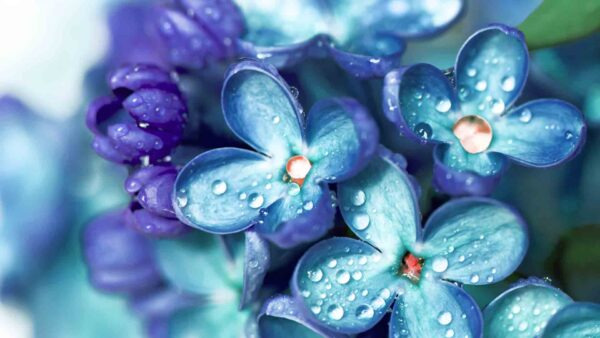 Wallpaper With, Violet, Desktop, Water, Beautiful, View, Closeup, Flowers, Drops