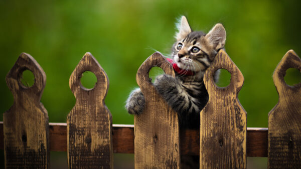 Wallpaper Fence, Brown, Green, Scarf, Background, With, Kitten, Cat, Sitting, Red, Wood, Black