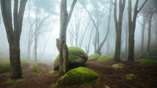 Wallpaper Rocks, Forest, Covered, Green, Mobile, Fog, Trees, Stones, Desktop, Algae, Nature, With