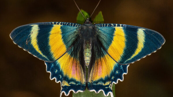 Wallpaper Butterfly, Blur, Black, Beautiful, Closeup, View, Yellow, Background