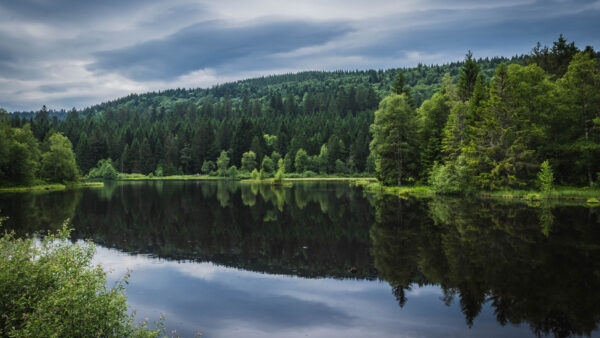 Wallpaper Nature, Clouds, White, Under, Desktop, River, Mobile, Trees, Sky, Blue, Green, Reflection, Forest