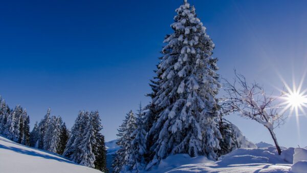 Wallpaper Under, With, Sky, Sunbeam, Winter, Frozen, Desktop, Spruce, Blue, Forest, Trees