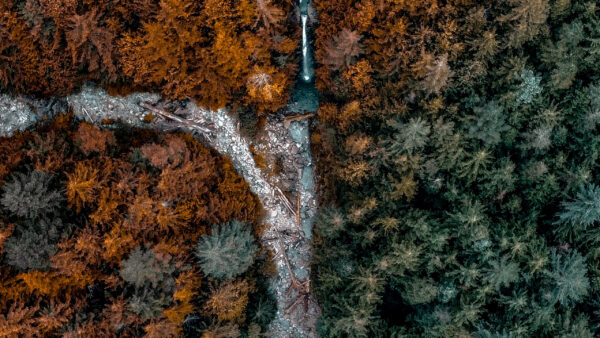 Wallpaper Trees, River, View, Nature, Aerial, Forest