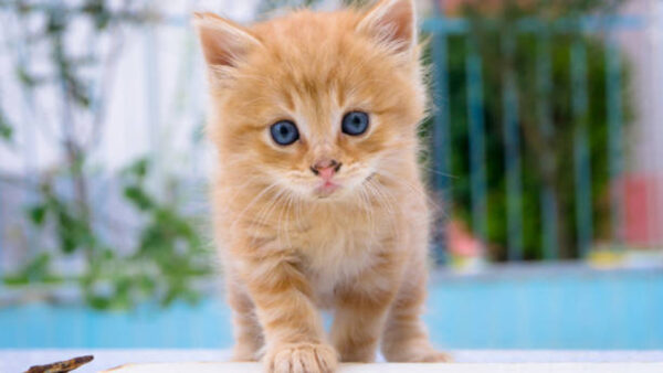 Wallpaper Cat, View, Brown, Blur, Standing, Kitten, Light, White, Closeup, Background