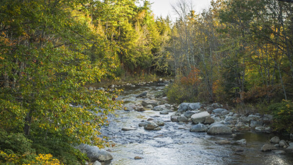 Wallpaper Stream, Between, Desktop, Trees, Autumn, Forest, Green, Yellow, River, Mobile, Stones