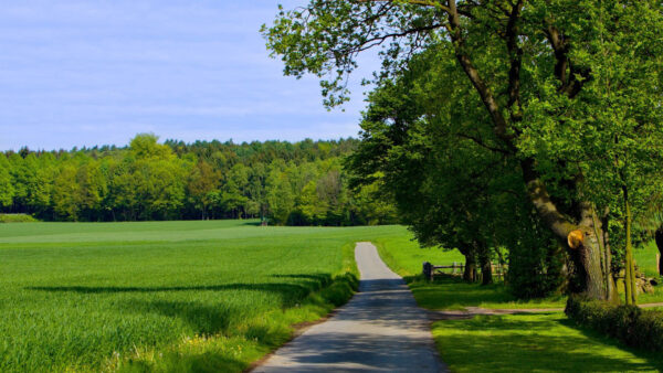 Wallpaper Field, Nature, Between, And, Forest, Summer, Green, Landscape, View, Trees, Grass, Road