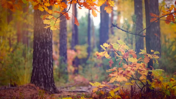 Wallpaper Blur, Branches, Leaves, Background, Yellow, Trees, Forest, Nature, Red