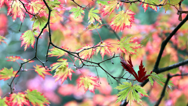 Wallpaper Blur, Nature, Tree, Background, Beautiful, Red, Branches, Green, Leaves