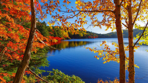 Wallpaper Forest, Colorful, Trees, Nature, Sky, Under, Blue, View, Surrounded, Beautiful, River, Scenery, Autumn