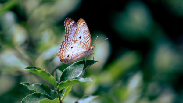 Wallpaper White, Leaf, Desktop, Blur, Background, Design, Green, Dots, Butterfly, Mobile, Lines, Nymphalidae, Black, Brown