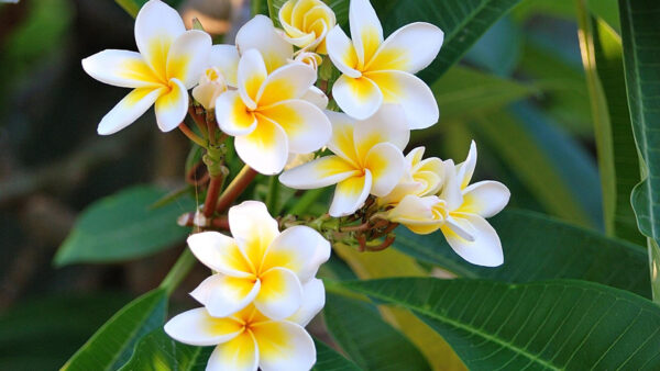 Wallpaper Yellow, White, Leaves, Frangipani, Green, With, Flowers