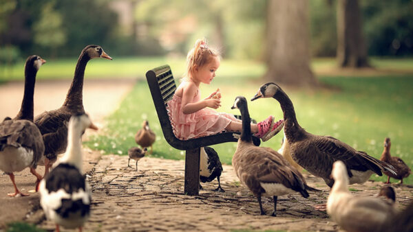Wallpaper Wearing, Birds, Girl, Light, Geese, Sitting, Dress, Little, Bench, Peach, Color, Baby, Cute, Surrounded