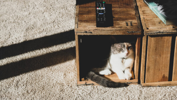 Wallpaper Inside, Wood, Sitting, Box, White, Cat, Black