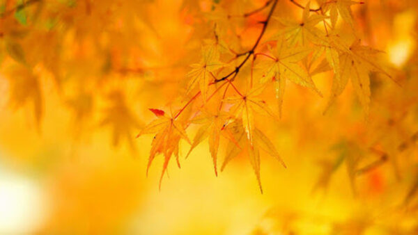 Wallpaper Blur, Tree, Branches, Background, Yellow, Leaves