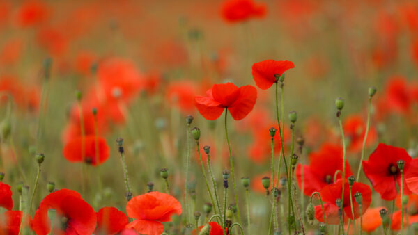 Wallpaper Blur, Red, Field, Common, Background, Poppy, Plants, Buds, Flowers