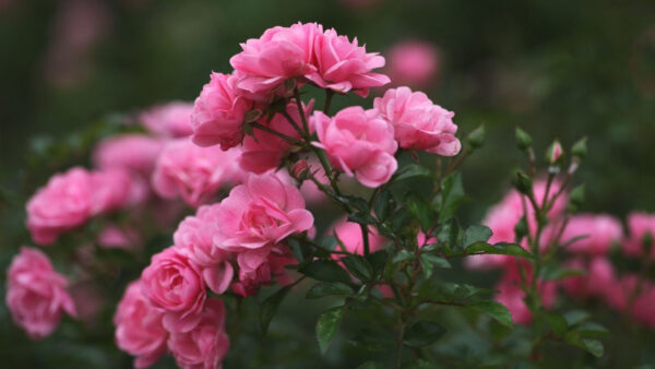 Wallpaper Flowers, Green, Rose, Blur, Pink, Light, Leaves, Background