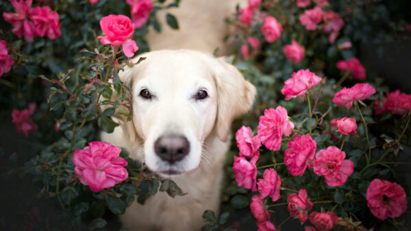 Wallpaper Retriever, Labrador, Dog, With, Between, Leaves, Rose, Pink, Plants, Green, Flowers