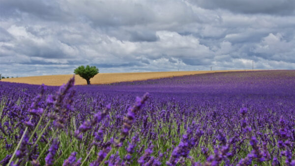 Wallpaper Clouds, Field, Flowers, Purple, Under, Sky, White
