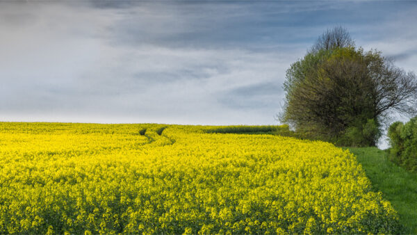 Wallpaper Yellow, Field, Flowers, View, Under, White, Sky, Clouds, Plants, Landscape