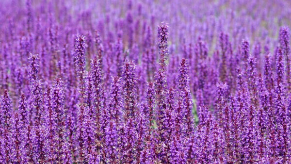 Wallpaper Purple, Background, Blur, Flowers, Field