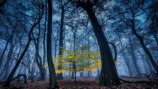 Wallpaper Forest, Leaves, With, Nature, Background, Yellow, Green, Fog, Tree, Branches